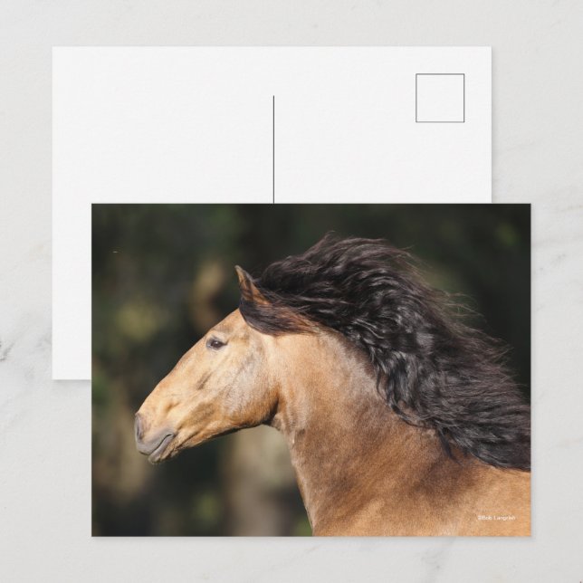 Carte Postale Bob Langrish | Lusitano Capture d'écran Mane Flow (Devant / Derrière)