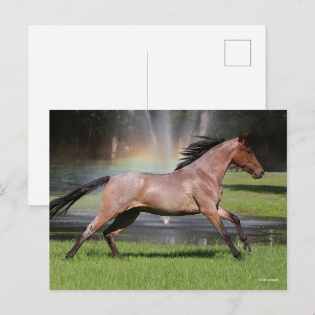 Carte Postale Bob Langrish | Mangalarga Horse Running Rainbow (Devant / Derrière)