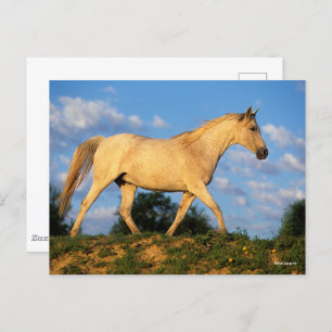 Carte Postale Bob Langrish Marche arabe grise