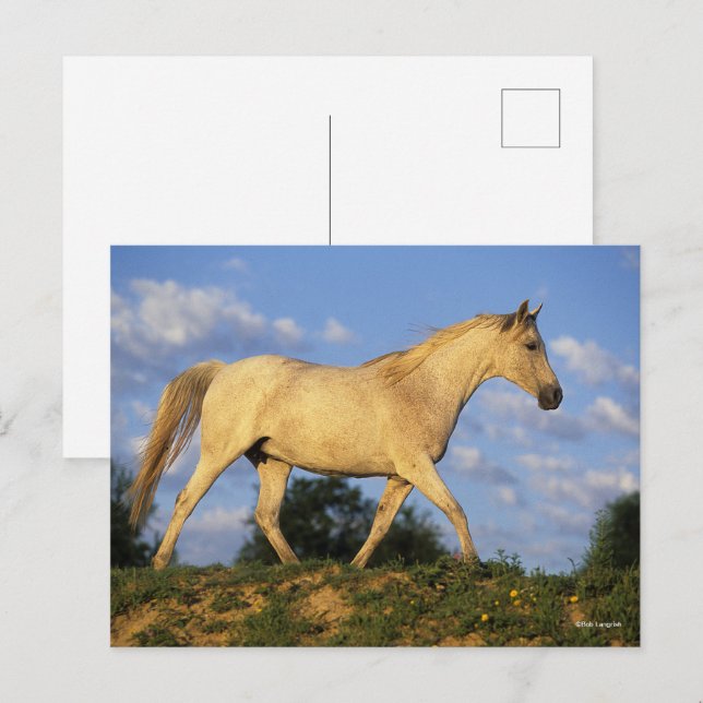 Carte Postale Bob Langrish | Marche arabe grise (Devant / Derrière)