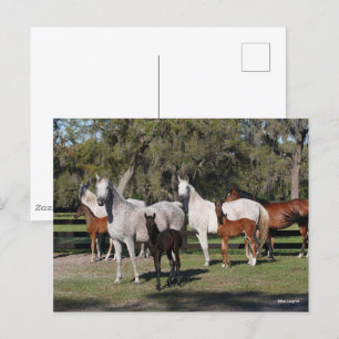 Carte Postale Bob Langrish   Mares et poulains arabes debout