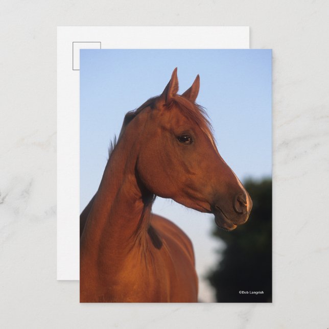 Carte Postale Bob Langrish | Marron Arabesque Tête (Devant / Derrière)