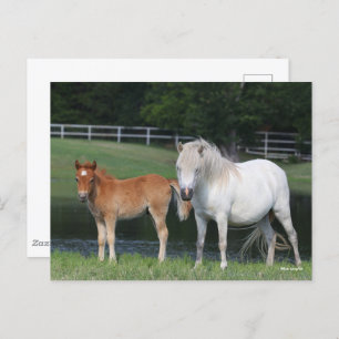 Carte Postale Bob Langrish Miniature Pony Mare et Foie debout