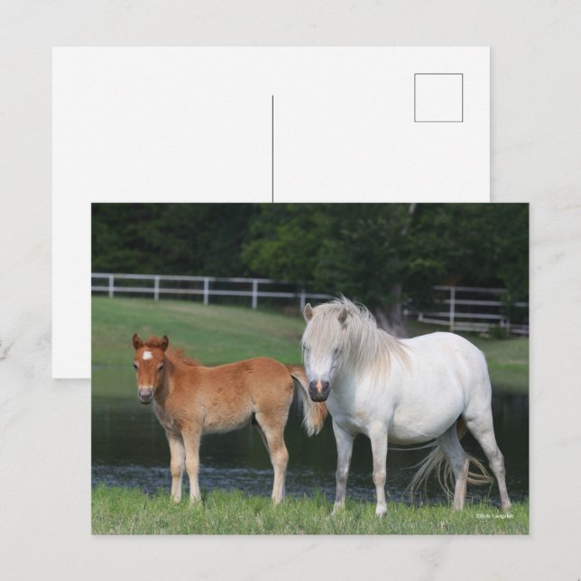 Carte Postale Bob Langrish Miniature Pony Mare et Foie debout (Devant / Derrière)