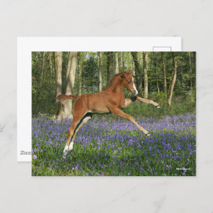 Carte Postale Bob Langrish   Morgan Foal saute avec Bluebells