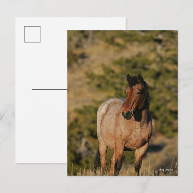 Carte Postale Bob Langrish | Mustang Horse Standing (Devant / Derrière)