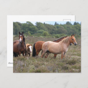 Carte Postale Bob Langrish   Nouveaux poneys forestiers et poula