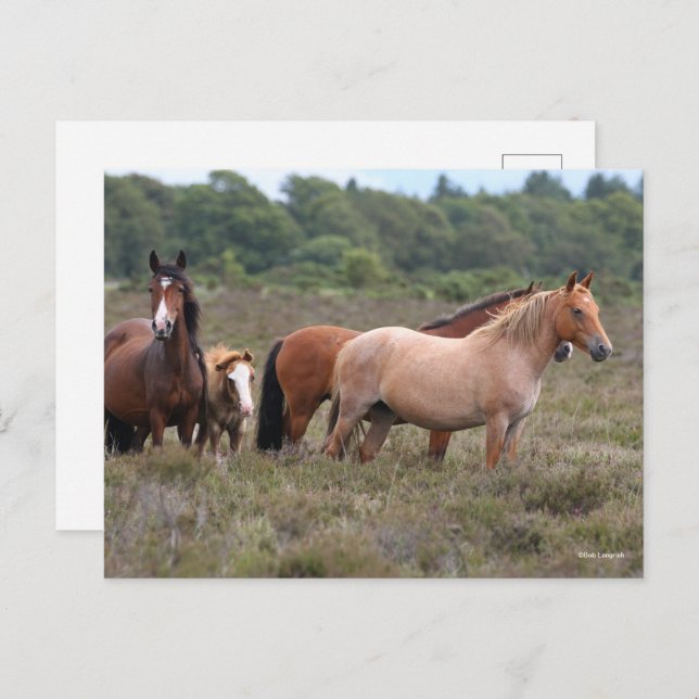 Carte Postale Bob Langrish | Nouveaux poneys forestiers et poula (Devant / Derrière)