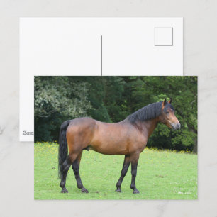 Carte Postale Bob Langrish   Nouvelle position de poney forestie