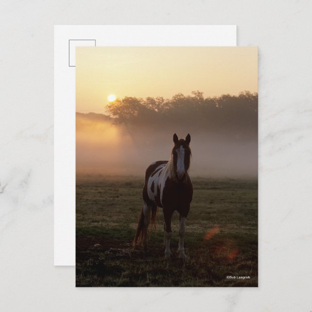 Carte Postale Bob Langrish | Paint Horse Debout Mist Sunrise (Devant / Derrière)