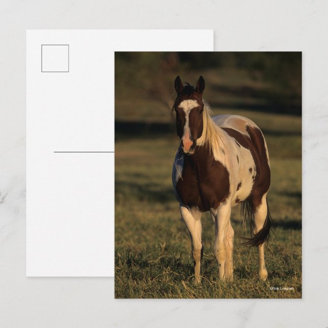 Carte Postale Bob Langrish | Paint Horse Standing (Devant / Derrière)