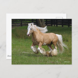 Carte Postale Bob Langrish   Palomino Gypsy Vanner Cheval Courir