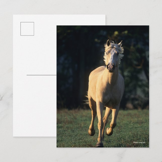 Carte Postale Bob Langrish | Palomino Horse Running Backlight (Devant / Derrière)