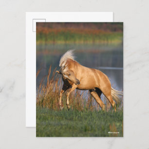 Carte Postale Bob Langrish Palomino Lusitano Stallion Bucking