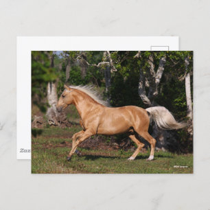 Carte Postale Bob Langrish Palomino Lusitano Stallion en march