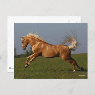 Carte Postale Bob Langrish Palomino Lusitano Stallion Leaping
