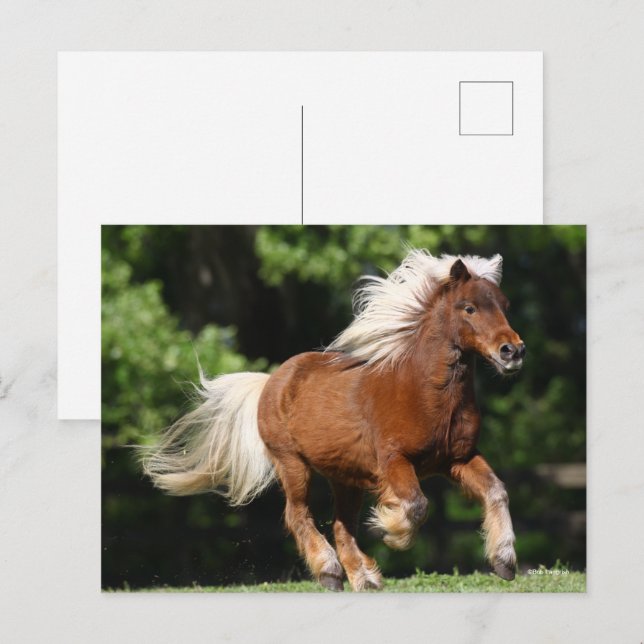 Carte Postale Bob Langrish | Palomino Miniature Pony Running (Devant / Derrière)