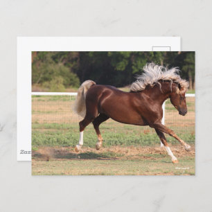 Carte Postale Bob Langrish   Palomino Morgan Horse Bucking