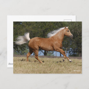 Carte Postale Bob Langrish   Palomino Quarter Cheval Courir