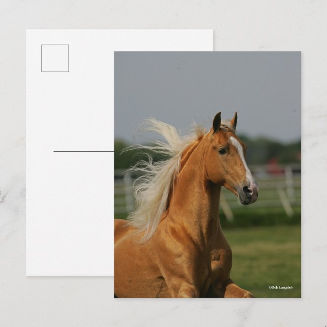 Carte Postale Bob Langrish | Palomino Tennesee Walker Headshot (Devant / Derrière)