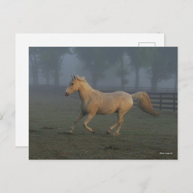 Carte Postale Bob Langrish | Palomino Tennessee Walker dans Mist (Devant / Derrière)