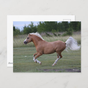 Carte Postale Bob Langrish   Palomino Welsh Pony Running