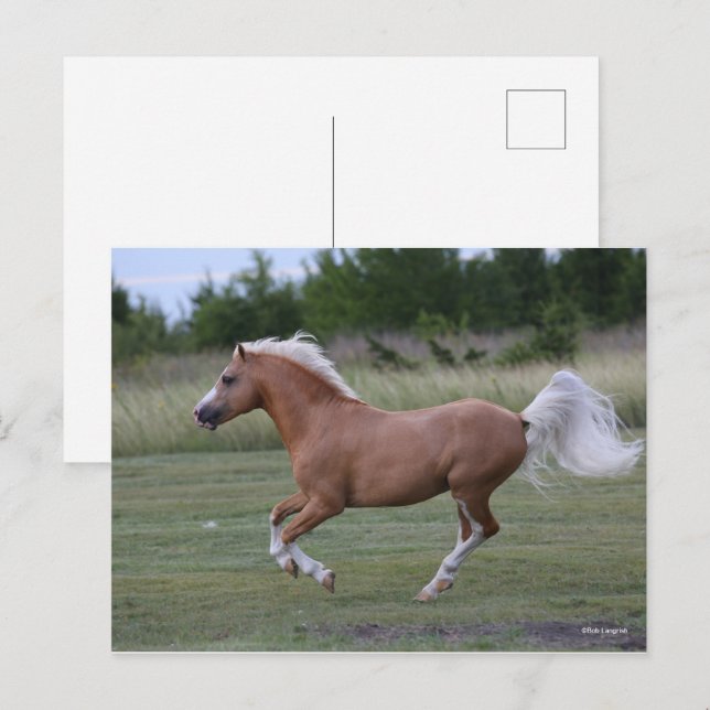 Carte Postale Bob Langrish | Palomino Welsh Pony Running (Devant / Derrière)
