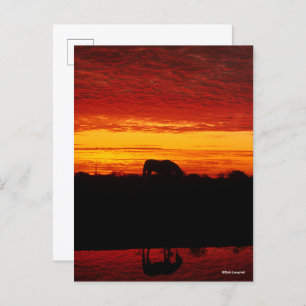 Carte Postale Bob Langrish Pâturage arabe à cheval au coucher