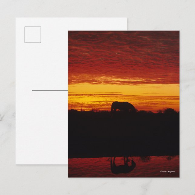 Carte Postale Bob Langrish | Pâturage arabe à cheval au coucher  (Devant / Derrière)