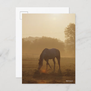 Carte Postale Bob Langrish Pâturage arabe au coucher du soleil