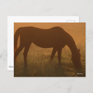 Carte Postale Bob Langrish Pâturage Arabe Dans La Poêle