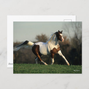 Carte Postale Bob Langrish   Pinto Arab Mane and Tail Flower