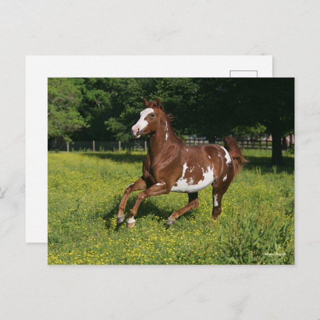 Carte Postale Bob Langrish | Pinto Oldenburg Courir en fleurs (Devant / Derrière)