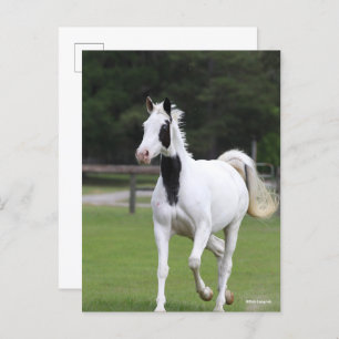 Carte Postale Bob Langrish Pinto Warmblood