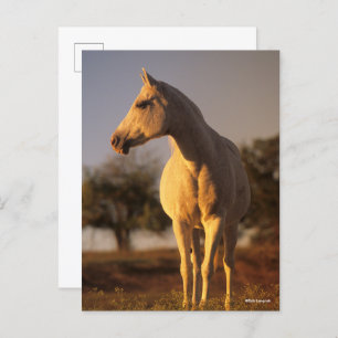 Carte Postale Bob Langrish Poignée arabe grise