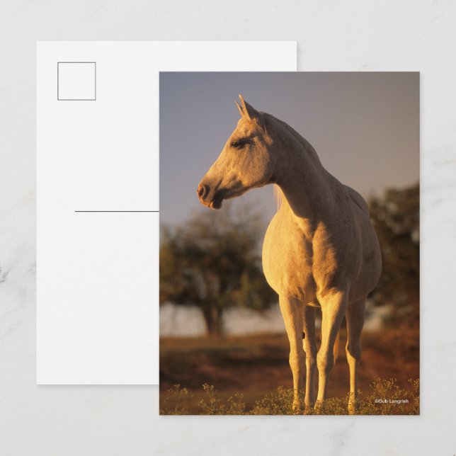 Carte Postale Bob Langrish | Poignée arabe grise (Devant / Derrière)