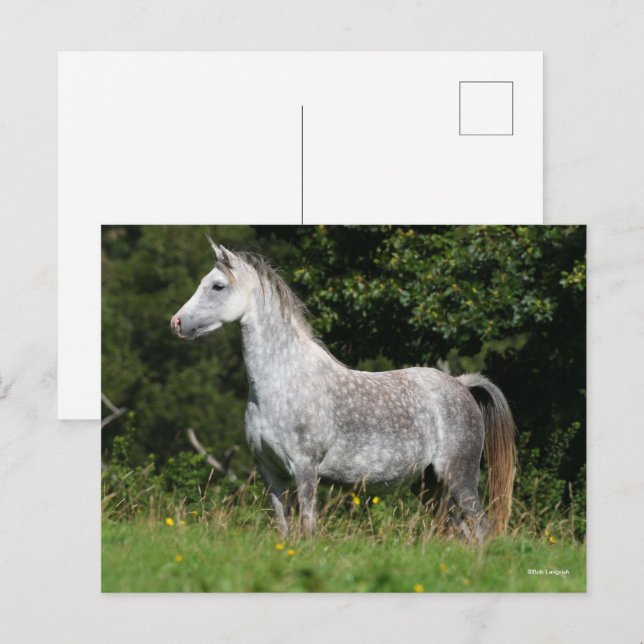Carte Postale Bob Langrish | Poignée Gris Gallois Poignée (Devant / Derrière)