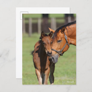 Carte Postale Bob Langrish Quarter Cheval Mare et Foal Cuddin