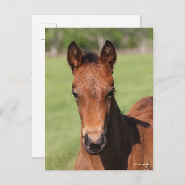 Carte Postale Bob Langrish | Quarter Horse Foal Headshot (Devant / Derrière)