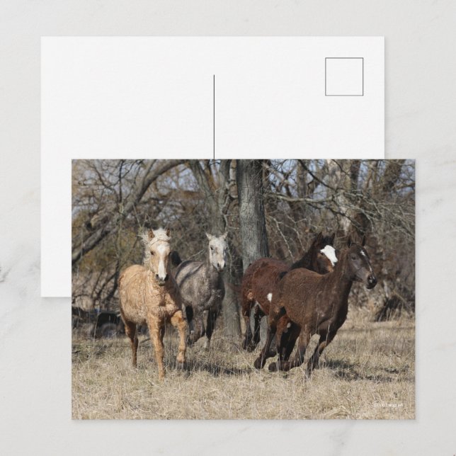 Carte Postale Bob Langrish | Quatre Chevaux De Courbe Bashkir Co (Devant / Derrière)