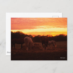Carte Postale Bob Langrish   Quatre chevaux pâturant au coucher 