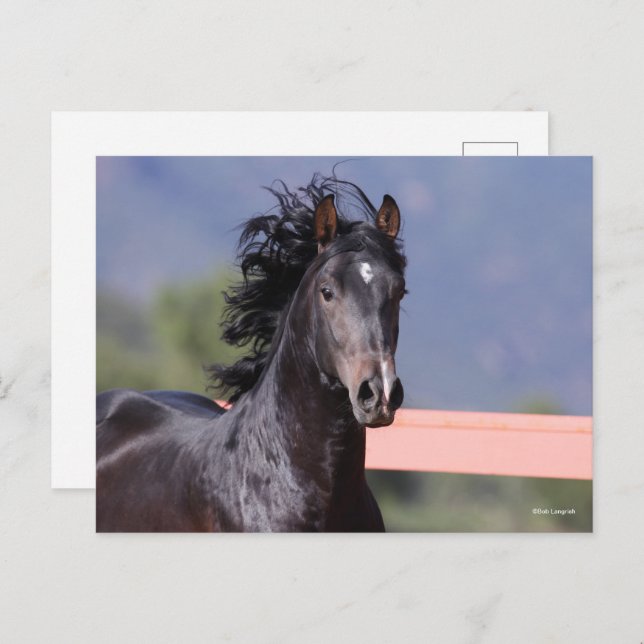 Carte Postale Bob Langrish | Retour Casque andalou (Devant / Derrière)