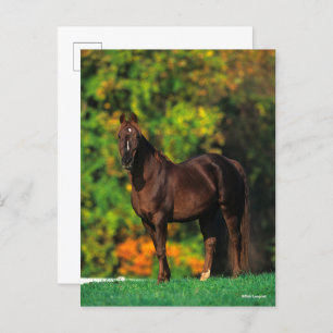 Carte Postale Bob Langrish Rocky Mountain Horse debout Automne