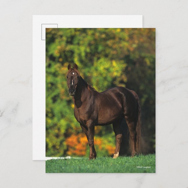 Carte Postale Bob Langrish Rocky Mountain Horse debout Automne (Devant / Derrière)