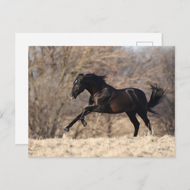 Carte Postale Bob Langrish | Running Andalucian (Devant / Derrière)