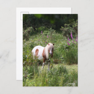 Carte Postale Bob Langrish   Shetland Pony Debout De Fleurs