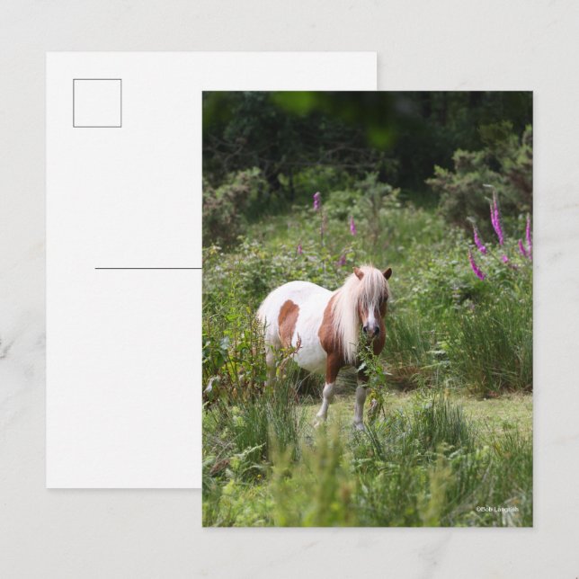 Carte Postale Bob Langrish | Shetland Pony Debout De Fleurs (Devant / Derrière)