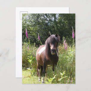 Carte Postale Bob Langrish   Shetland Pony Debout De Fleurs