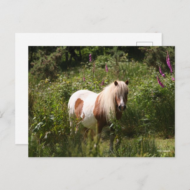 Carte Postale Bob Langrish | Shetland Pony Debout En Fleurs (Devant / Derrière)