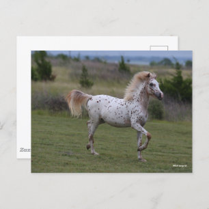 Carte Postale Bob Langrish Spotty Pony Of America